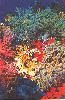 Coral Reefs, Red sea