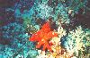 Coral Reefs, Red sea