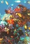 Coral Reefs, Red sea