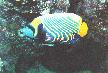 Red sea fish