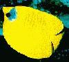Red sea fish