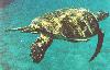 Tortoise, Red sea